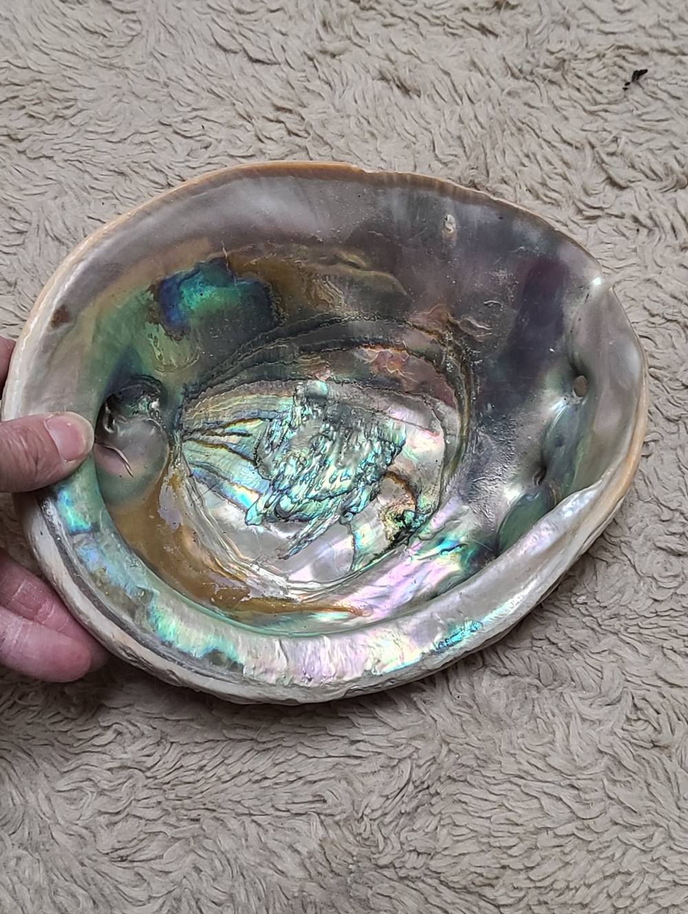 Large Natural Iridescent Abalone Shell